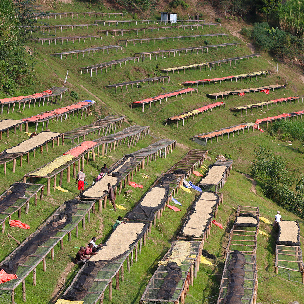 Coffee beans drying on the slopes in Rwanda