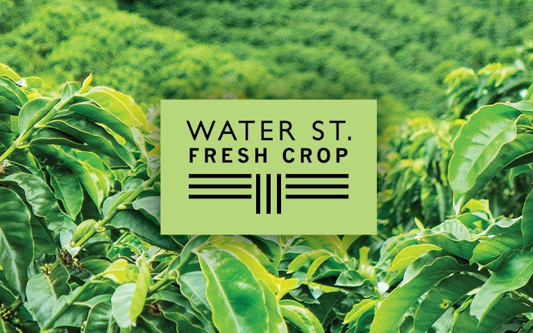 Water Street Coffee Fresh Crop