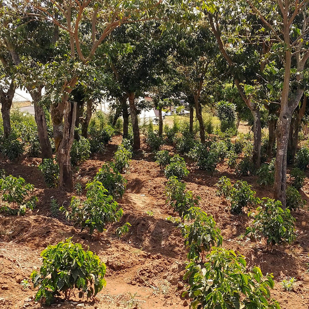 Young Coffee Plants, Shade Grown