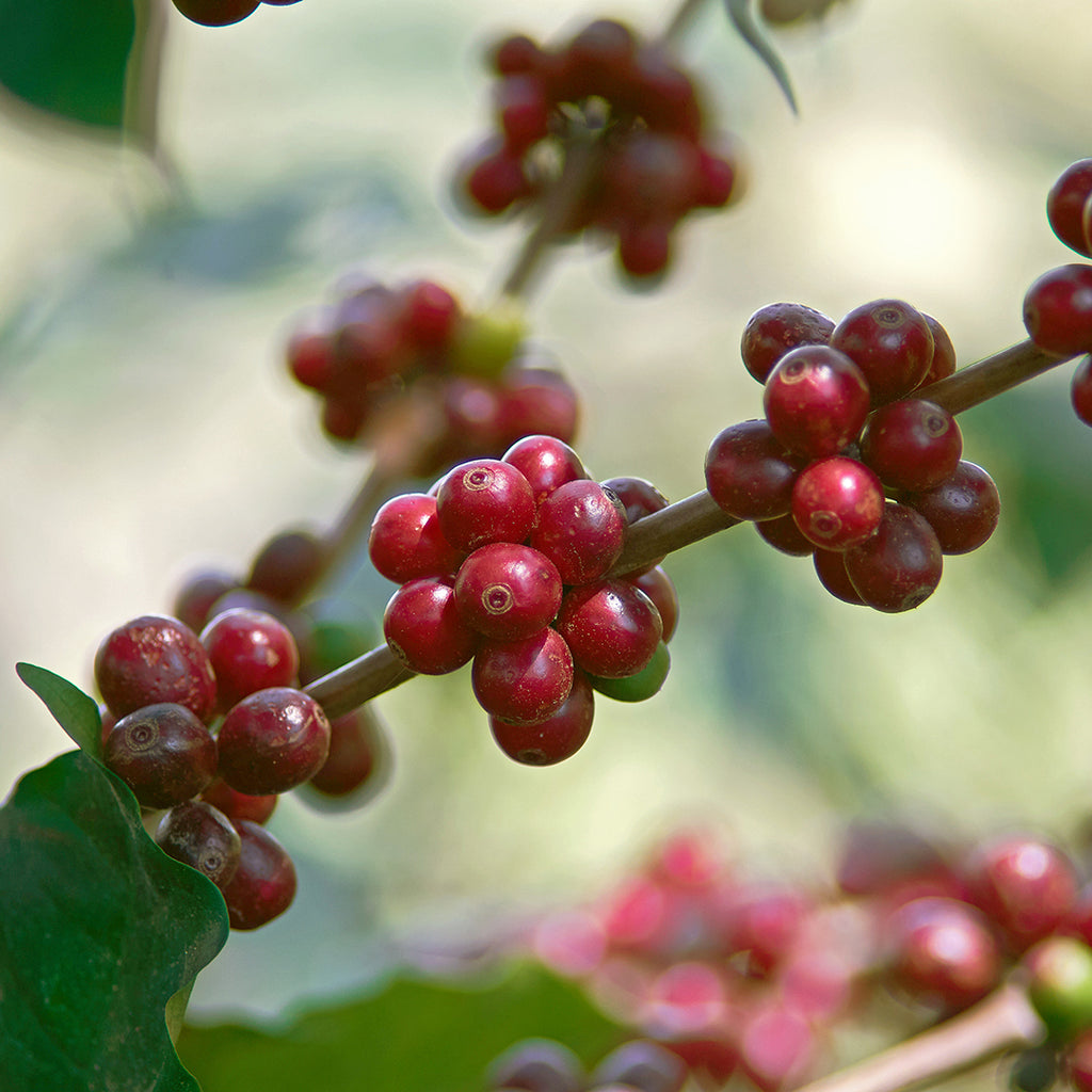 Coffee Cherries on a Bush