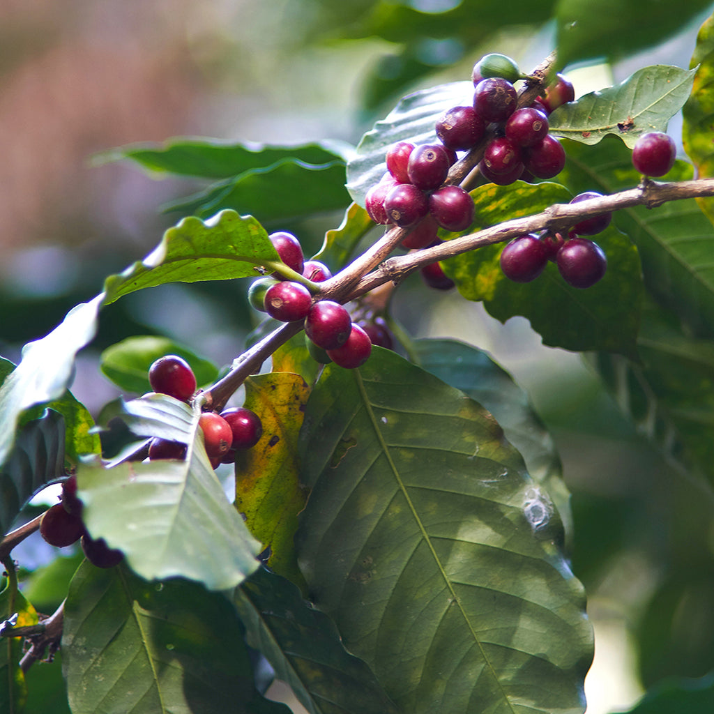 Honduras Natural Roger Dominguez